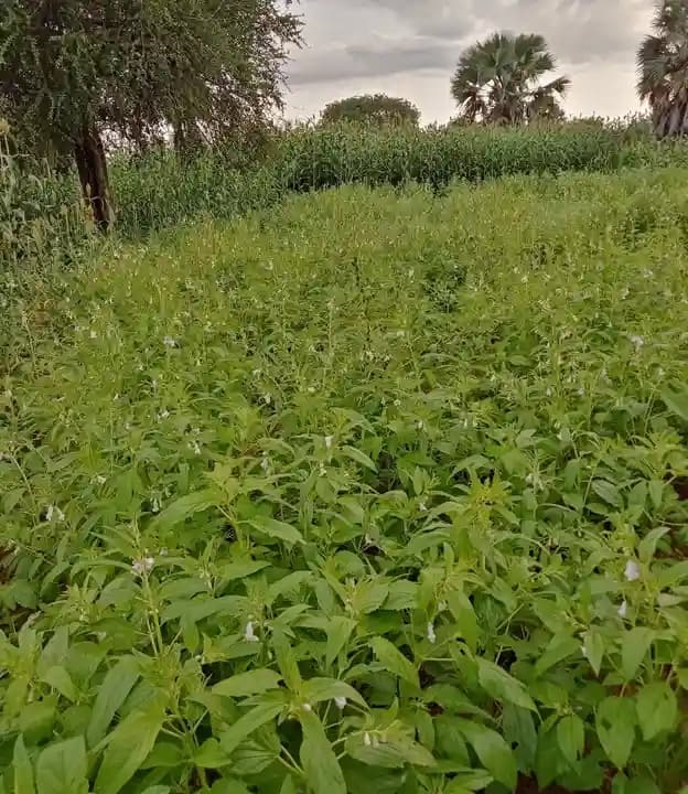 Farmers working in crop fields in South Sudan