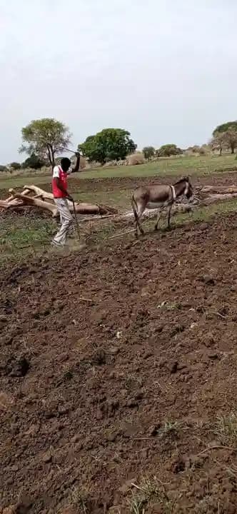 Community farmers working in agricultural fields