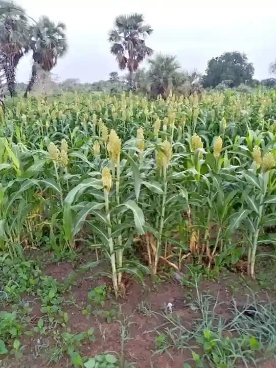 Sorghum field supporting food security and resilience in South Sudan
